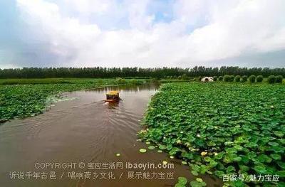 我在(zai)寶應荷(he)園等妳(ni):接(jie)天蓮(lian)葉(ye)無窮碧(bi),映(ying)日(ri)荷(he)花別樣(yang)紅