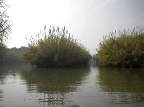 沙(sha)家浜(bang)蘆(lu)葦蕩 歷(li)史(shi)與(yu)自(zi)然的(de)詩(shi)意交融