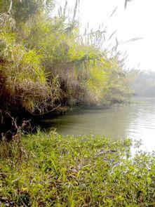 沙家浜(bang)蘆(lu)葦蕩 自(zi)然與(yu)歷(li)史(shi)的(de)詩(shi)意交融