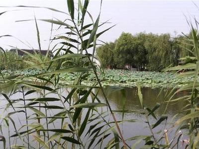 沙家浜 父(fu)親節(jie)的紅色(se)記憶(yi)與江(jiang)南(nan)水(shui)鄉之旅